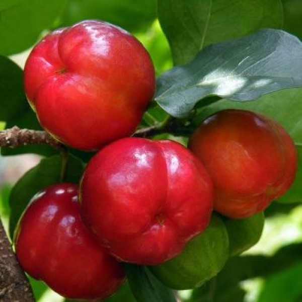 Malphighia Punicifolia - Barbados Cherry Plant